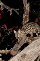 /album/fotogaleria-mamiferos/gineta-5-de-8-jpg/